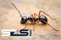 Ses Ant Control Sydney image 5